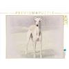 CALVENDO Un quadro del calendario Whippets 2017 1000 pezzi Puzzle orizzontale
