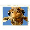 CALVENDO Elisabeth Fusteller - Puzzle a forma di giraffa, 1000 pezzi, dimensioni 64 x 48 cm
