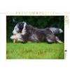 CALVENDO Puzzle Bearded Collie in volo sul prato 1000 pezzi Lege dimensioni 64 x 48 cm foto Puzzle di Starick Sigrid