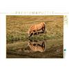 CALVENDO Puzzle cavalli - Hobby e Passione 1000 pezzi Lege Dimensioni 64 x 48 cm Foto puzzle di Georg Niederkofler