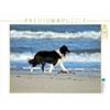 CALVENDO Eva Busch - Puzzle JayJay sulla spiaggia di Grønhøj, 1000 pezzi, dimensioni 64 x 48 cm
