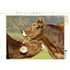 CALVENDO Sista - Puzzle a forma di cuore per bovini, 1000 pezzi, dimensioni 64 x 48 cm