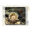 CALVENDO lainesforcoffee - Puzzle da 1000 pezzi, motivo: anemone di mare con cozza e alghe, dimensioni 64 x 48 cm