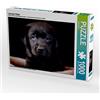 CALVENDO Heidi Bollich - Puzzle labrador cucciolo 1000 pezzi, dimensioni 64 x 48 cm