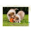 CALVENDO Puzzle Collie cuccioli durante il gioco 1000 pezzi Lege dimensioni 64 x 48 cm foto puzzle immagine di Starick Sigrid