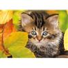 Nathan - Puzzle da 1500 pezzi - Gattino in autunno - Adulti e bambini a partire dai 14 anni - Puzzle di alta qualità - Misura perfetta - Collezione Tendresse -12000945