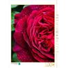CALVENDO Martina Cross - Puzzle con rose rosse scure sotto la pioggia, 1000 pezzi, dimensioni 48 x 64 cm