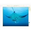 Calvendo Puzzle Mantarochen im Anflug | 1000 Teile Lege-Größe 64 x 48 cm Foto-Puzzle für glückliche Stunden: Der elegante Meeresgleiter