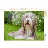 CALVENDO Puzzle Bearded Collie Cagnolino 1000 pezzi Lege dimensioni 64 x 48 cm Foto Puzzle di Starick Sigrid