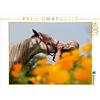 CALVENDO Meike Bölts - Puzzle a forma di cavallo e uomo in armonia, 1000 pezzi, dimensioni 64 x 48 cm