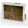 CALVENDO Puzzle canguro 2019 1000 pezzi Lege dimensioni 64 x 48 cm foto puzzle di Brühne Foto (TBFOT.DE) Till