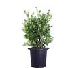 eGarden.store Pianta di Ligustro del Texas o Ligustrum Texanum diverse grandezze cespuglio ornamentale da esterno pianta vera ideale per siepe venduta da eGarden.store (Vaso 35 cm)