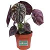 eGarden.store Pianta di Alocasia Cuprea Red Secret pianta da interno pianta da appartamento pianta ornamentale di Alocasia Cuprea pianta vera di Alocasia venduta da eGarden.store