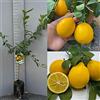 SAVINI VIVAI L'ARTE DI FARE NATURA SAVINI VIVAI Pianta di Limone Albero Agrumi Limone Meyer in Fitocella Altezza 100-120 cm di 1 anno di Innesto Made Italy