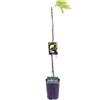 eGarden.store - Pianta vera di Fico o Fioreone o Ficus Carica diverse varietà 2 anni - Albero da frutta commestibile da coltivare in giardino o in vaso (Panachè)