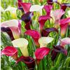 DUTCH BULBS EXCLUSIVE PLANTS FROM HOLLAN Bulbi Calle Zantedeschia - Viola e Rosa - 10 Bulbi Fiori | Piante e Fiori Esclusivi dall'Olanda, per giardino, vasi e balcone (non semi, non artificiali)
