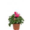 Vandas Ciclamino - Pianta Fiorita da Interno ed Esterno | Vaso Diametro 15 cm, Fiori Rosati | Facile Cura e Crescita | Made in Italy [Colore in base alla disponibilità]