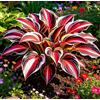 Vnuhgzs Hosta a Bordo Dorato - Molto apprezzata per il suo fogliame altamente ornamentale - Perfetta per piantumazioni naturalistiche sotto gli alberi nei cortili-4 root-B