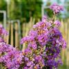 le Georgiche Vivai le Georgiche - Pianta vera di Lagerstroemia indica Nana Petite Orchid Lagerstroemia indica 'Monhid' Lillà delle Indie, Mirto crespo - vaso Ø 18 cm