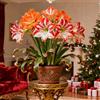Vnuhgzs Combinazione singola e doppia/Amaryllis rara/Hippeastrum/Perenne resistente/Regalo/Colori vivaci/Decorazione per interni ed esterni-1 PCS-H