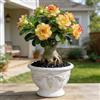 OJMUJDJ Rosa del deserto, resistente, perenne - Giardini e balconi, decorazione, giardini-2bulbi-a