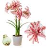 DUTCH BULBS EXCLUSIVE PLANTS FROM HOLLAN Bulbi di Amaryllis Doublet - 1 bulbi fiori in grande formato 26/30 | Piante e fiori esclusivi dall'Olanda, Autentici Hippeastrum (senza semi, senza cera e non artificiali)