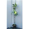SAVINI VIVAI L'ARTE DI FARE NATURA SAVINI VIVAI Pianta di Fico Verdone Piante da Frutto Albero in Vaso 22-24 cm 2-3 Anni Altezza 130-150 cm Made in Italy