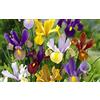 Flora Import 30 X Iris Olandese Mix - Iris Misti - Bulbi Di Alta Qualità (30)