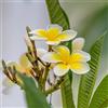 Generic frangipani, plumeria - verdi esotiche biologiche insoliti bonsai, rampicanti d'appartamento sempreverdi siepi, arbusti, resistenti, arredamento del balcone 75semi