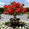 Vnuhgzs Rosa del Deserto Rara/Rosa del Deserto Resistente/Ottima Balcone/Bassa Manutenzione-1 PCS-C