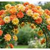 CUIKWA Clematide rampicante Montenegro, una clematide rampicante da esterno adatta per giardini domestici-6 Rhizomes-D
