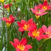 Generic 4Bulbi di Zephyranthes - rari a primaverile giardino di primaverili regalar