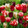 DUTCH BULBS EXCLUSIVE PLANTS FROM HOLLAN Bulbi Fiori Perenni da Esterno - 20 Bulbi Tulipani Magic Fireworks | Piante e fiori esclusivi dall'Olanda, per giardino, vasi e balcone (senza semi, non artificiali)