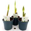 POWERS TO FLOWERS - AMARYLLIS BIANCO, 3 PIANTE, piante vere