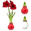 DUTCH BULBS EXCLUSIVE PLANTS FROM HOLLAN Bulbi di Amaryllis Cera Bianco-Rosso | 2 Bulbi Fiori, Grande Formato 26/28, Piante e Fiori Esclusivi dall'Olanda, Hippeastrum Autentico (non semi, non artificiale)