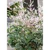 Gardenaria Pianta Esterno Nandina domestica 'Twilight' Colore Rosa e Crema - Arbusto ornamentale da giardino 40/60 cm (vaso19)