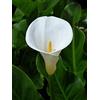 Flora Import 3 X Calla Aethiopica - Calla Bianca Classica - Bulbi Di Alta Qualità (3)