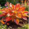 Vnuhgzs Hosta a Foglia Larga - Perenne tollerante all'ombra - Ideale per piantumazioni naturalistiche su balconi e terrazze-4 root-B