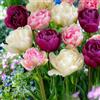 FLORIUM - Collezione di Bulbi di Tulipano Doppi Rosa e Bianco Double Delight 20x (20 Bulbi) Miscela dall'Olanda, Decorazione Rustica e Perenne Robusta per Giardino, Balcone, Vasi (Senza Semi)