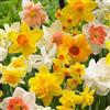 Bloomique - Mix di 15 - Narcissus - Narcisi - Mix di fiori per tutta la primavera - Mix di colori - Bulbi - Fioritura primaverile - Perenni - Cresce fino a 15-35 cm