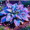 Vnuhgzs Hosta Nana (Varietà a Cespuglio) - Di facile manutenzione - Un perfetto accento decorativo per spazi abitativi e davanzali-4 root-D