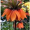 Flora Import 5 X Fritillaria Imperialis Aurora - Bulbi Alta Qualità (5)