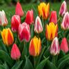 DUTCH BULBS EXCLUSIVE PLANTS FROM HOLLAN Bulbi Fiori Perenni da Esterno - 25 Bulbi Tulipani Greigii Kaufmaniana | Spring Mix, Piante e fiori esclusivi dall'Olanda, 5 varietà, per giardino, vasi e balcone (senza semi, non artificiali)