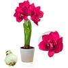 DUTCH BULBS EXCLUSIVE PLANTS FROM HOLLAN Bulbi di Amaryllis Double Pink - 1 bulbi fiori in grande formato 26/30 | Piante e fiori esclusivi dall'Olanda, Autentici Hippeastrum (senza semi, senza cera e non artificiali)