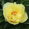 Flora Import Peonia Itoh Bartzella - Paeonia Itoh Bartzella - Radici Nude (1)