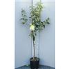 SAVINI VIVAI L'ARTE DI FARE NATURA SAVINI VIVAI Pianta di Melo Cotogno Piante da Frutto Albero di Mela in Vaso 22-24 cm 2-3 Anni Altezza 130-150 cm Made in Italy