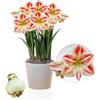 DUTCH BULBS EXCLUSIVE PLANTS FROM HOLLAN Bulbi di Amaryllis Clown - 1 bulbi fiori in grande formato 26/30 | Piante e fiori esclusivi dall'Olanda, Autentici Hippeastrum (senza semi, senza cera e non artificiali)