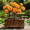 Vnuhgzs Rosa del Deserto Rara/Rosa del Deserto Resistente/Ottima Balcone/Bassa Manutenzione-1 PCS-F