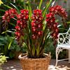 Nyugs Rizomi di Cymbidium resistenti per uso esterno: perfetti per balconi e patii, offrono uno straordinario design paesaggistico-3 Rhizome-H