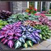 Vnuhgzs Hosta perenne/Hosta resistente al freddo/Resistente al sole in estate e al gelo in inverno/Riempimento del giardino-6 PCS-D